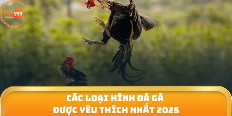 Các loại hình đá gà được yêu thích nhất 2025