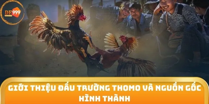 Giới thiệu đấu trường Thomo và nguồn gốc hình thành