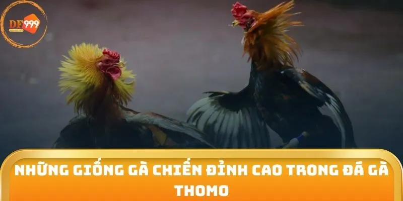 Những giống gà chiến đỉnh cao trong đá gà Thomo